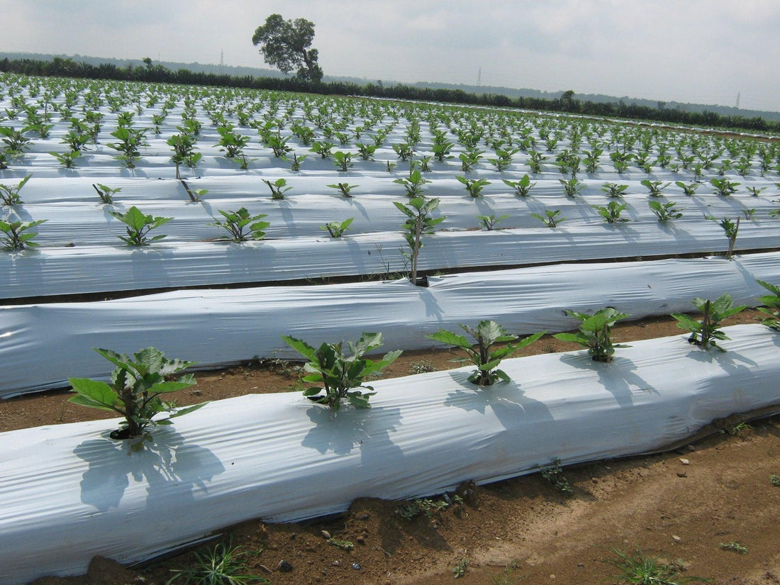 Mulch film agrícola instalado en cultivo mostrando conservación de humedad y control de malezas
