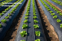 Mulch Film Antimaleza de PE Negro 140x1000m 30 Micrones